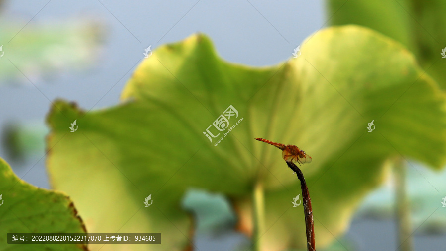 荷