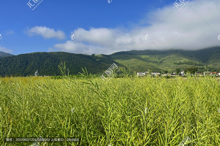 油菜田