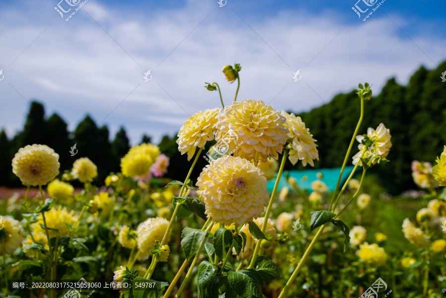 大丽菊