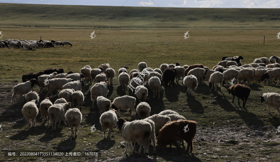 那拉提的牧羊人