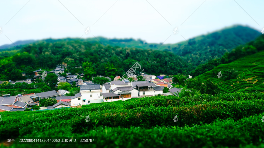 狮峰龙井