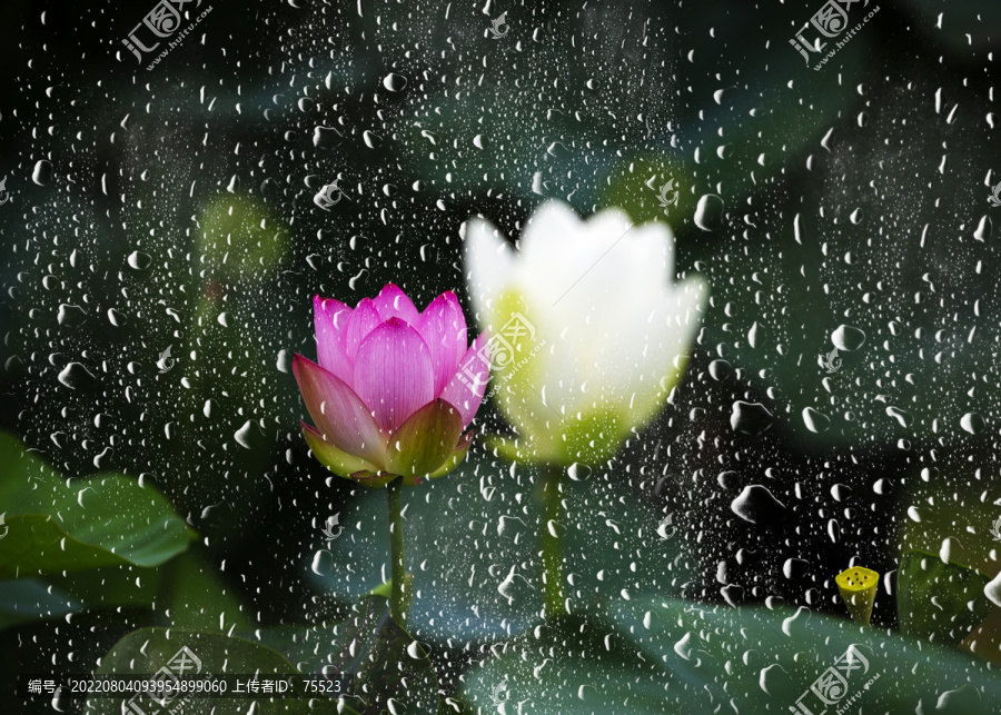 雨后荷花别样红