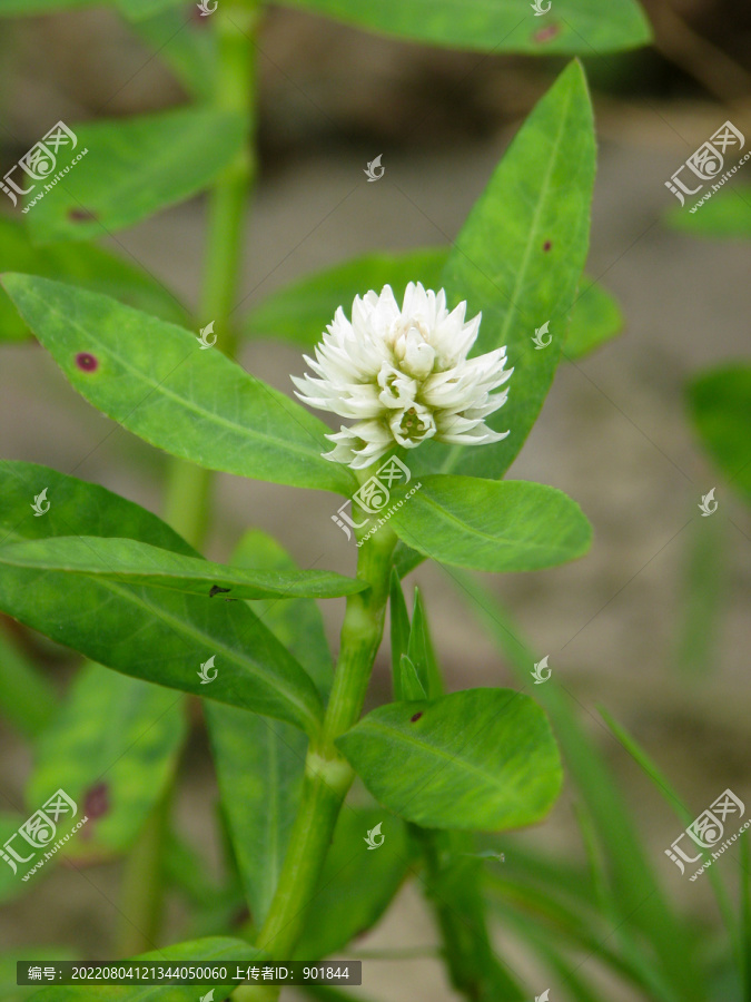 野生喜旱莲子草的花期