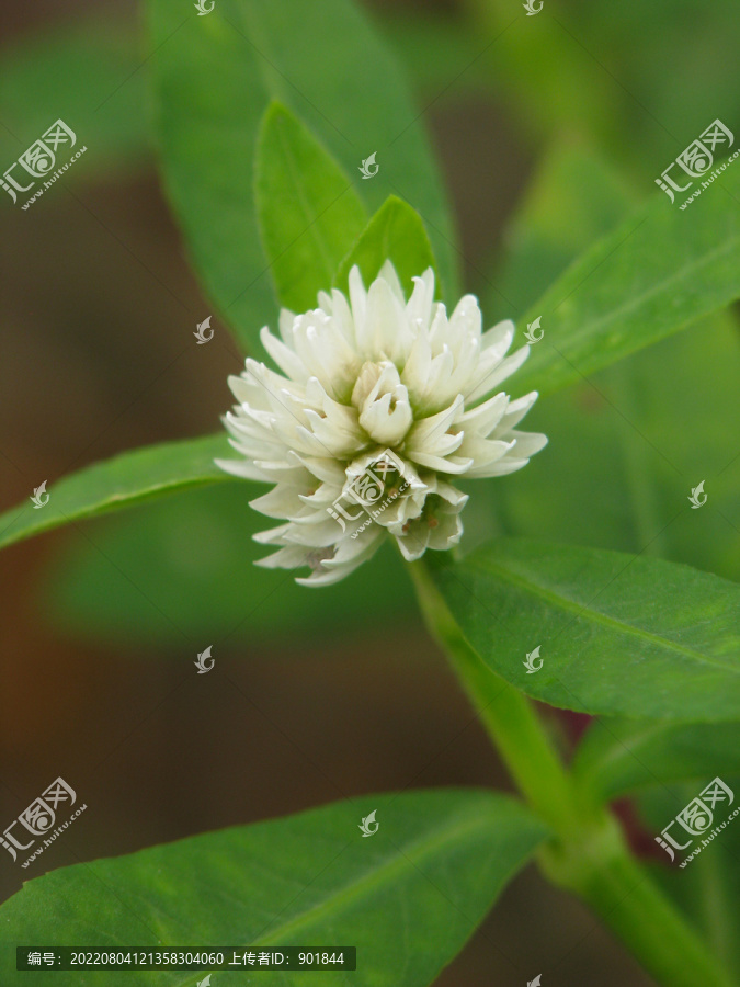 野生喜旱莲子草的花期