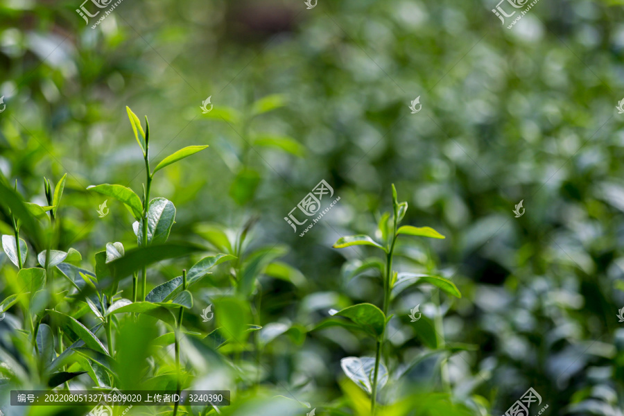 清晨茶园茶叶清新