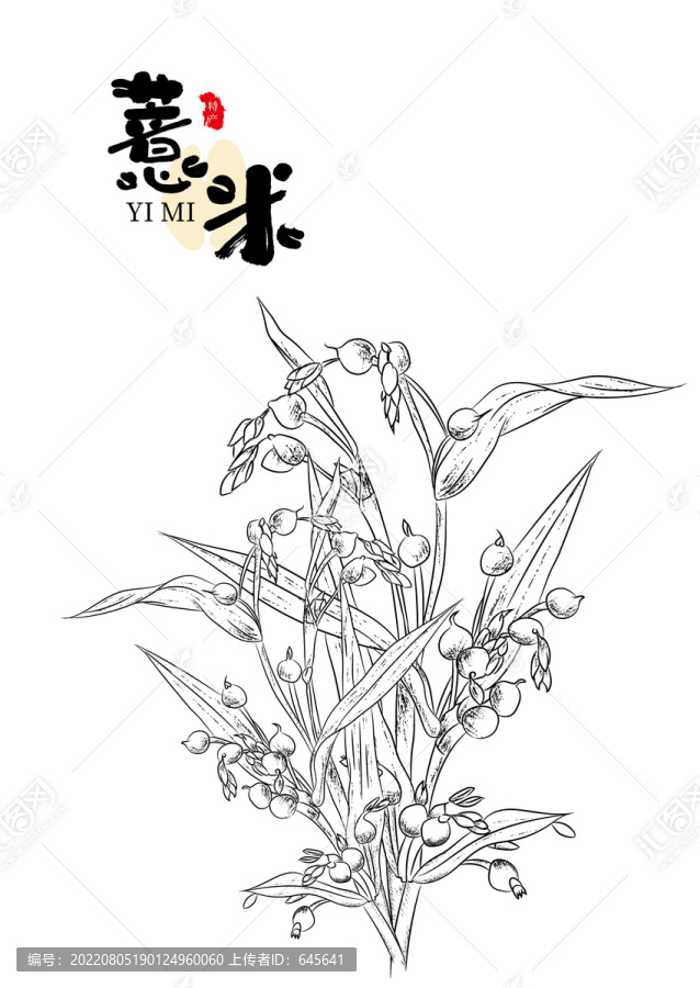 線描薏米