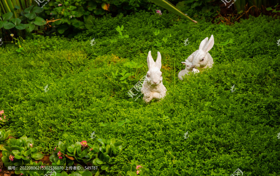 草地白兔