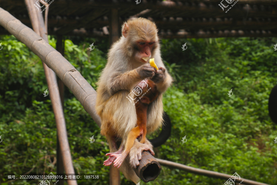 猴子妈妈吃香蕉