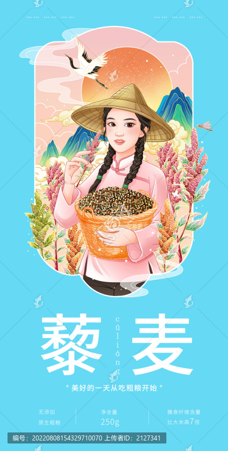 藜麦手绘插画