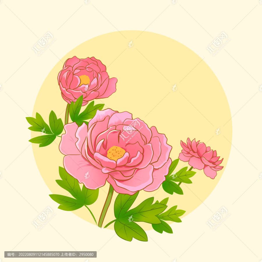 牡丹花