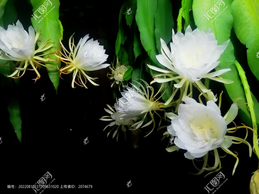 昙花