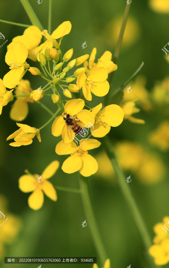 油菜花和小蜜蜂