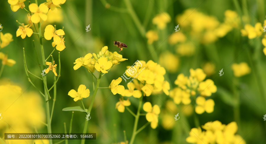 油菜花和小蜜蜂