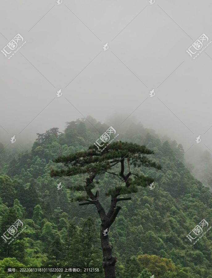 松林云雾贺州姑婆山