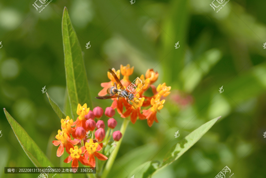 金凤花和昆虫黄胡蜂