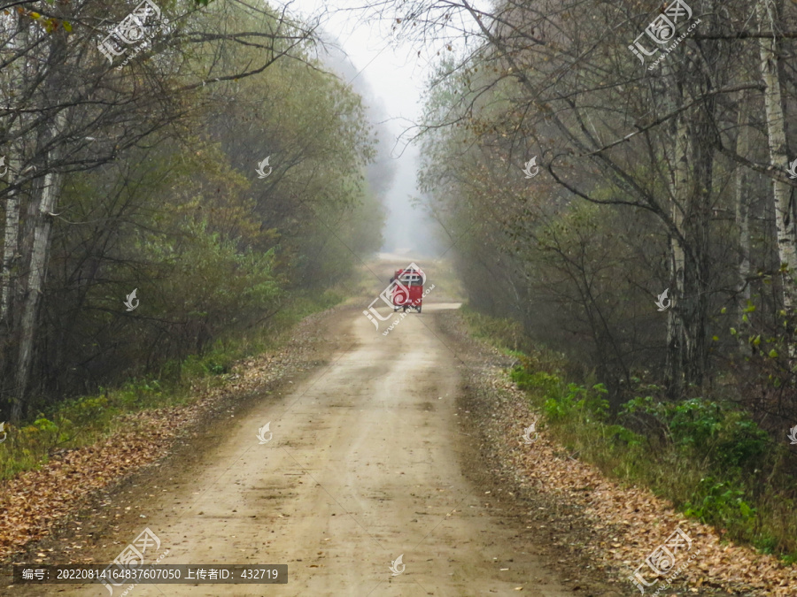 晨雾森林道路乡村