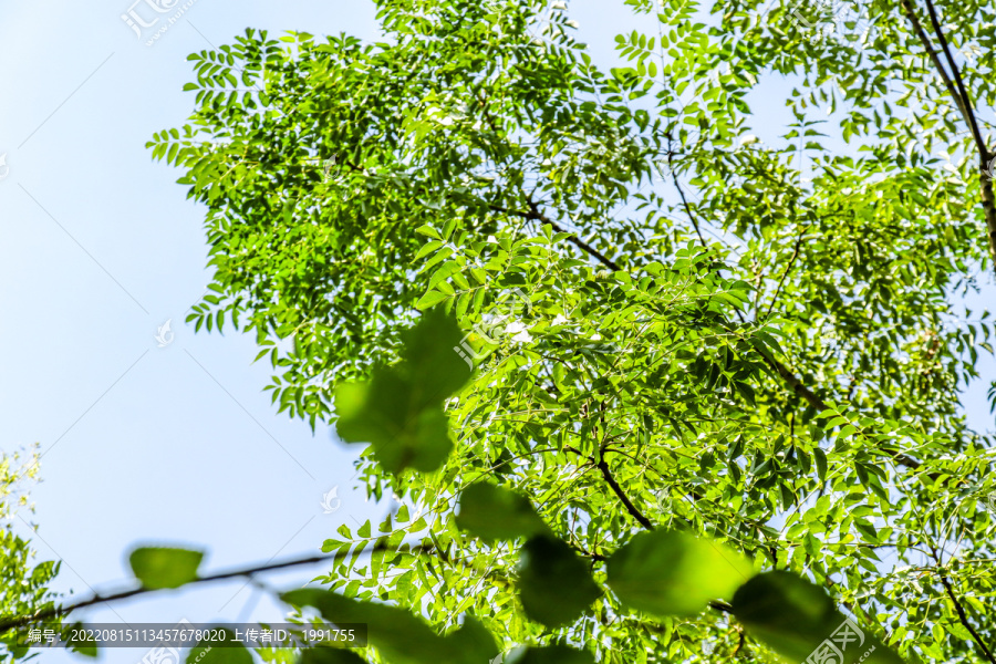 仰拍绿树枝清新树叶