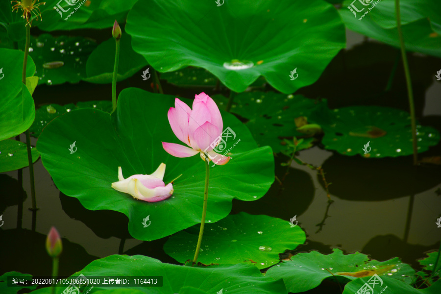荷花