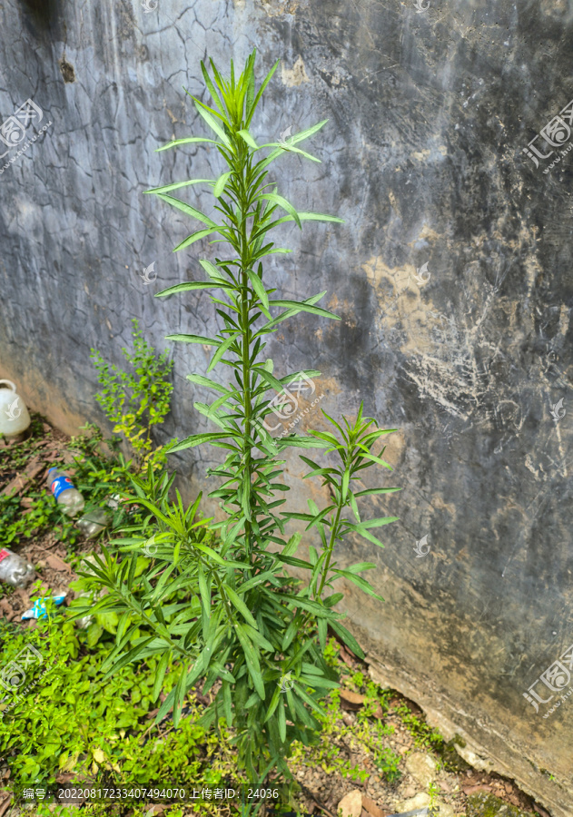 小蓬草