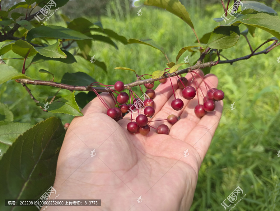 枝头素材红果