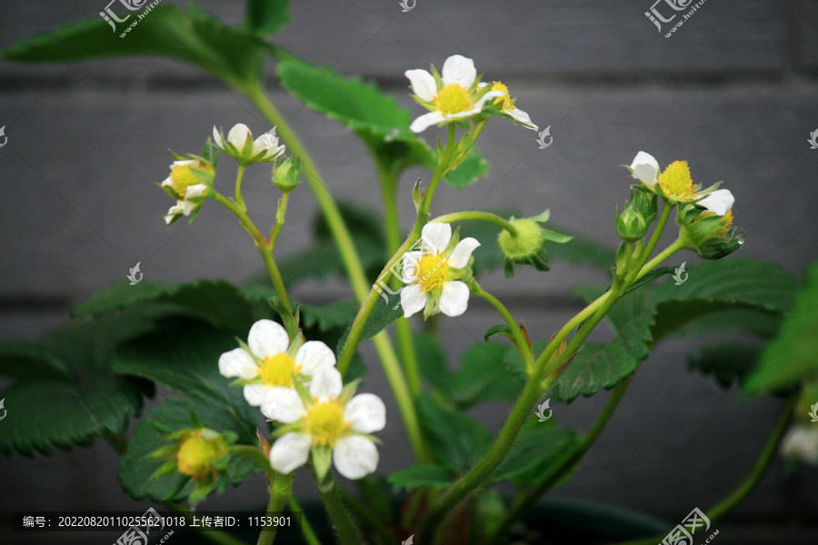 草莓开花