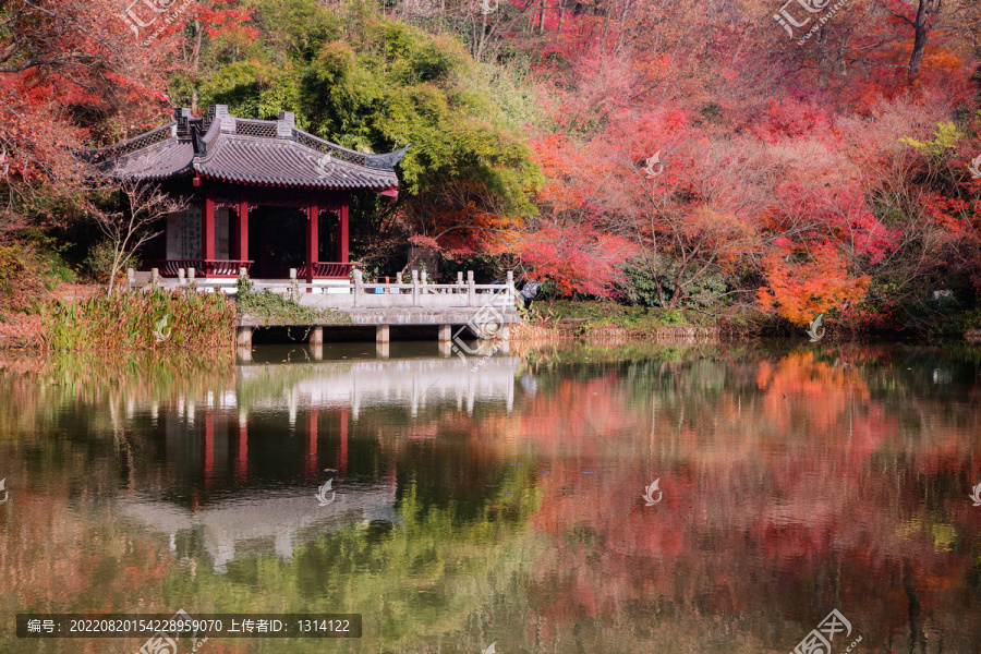 南京栖霞山秋色秋景红叶红枫