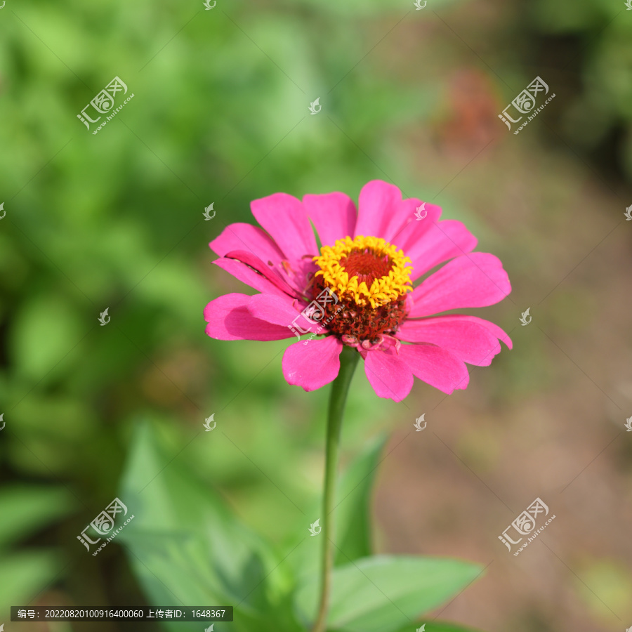 一枝粉红色的百日草花与茎叶