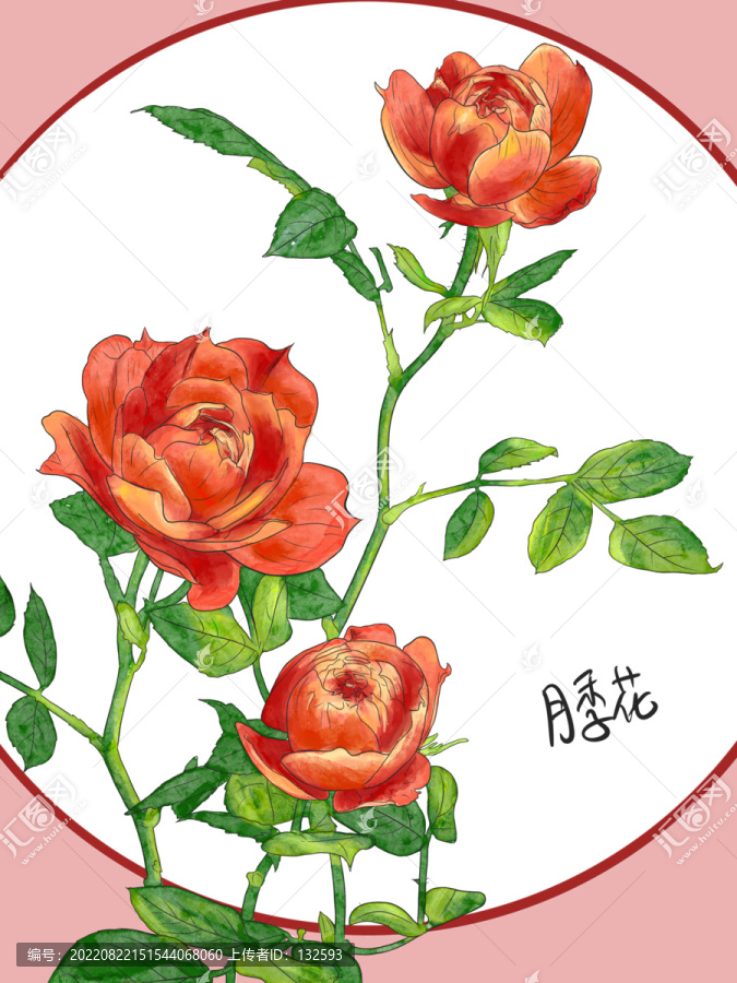 月季花
