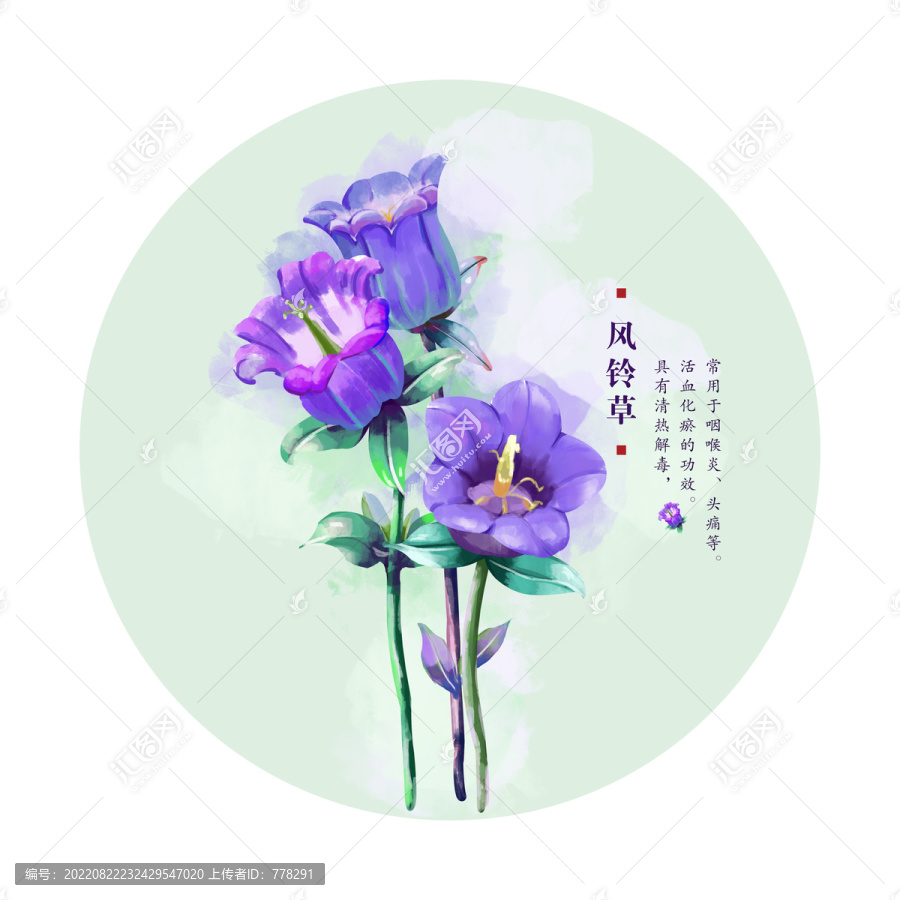 風(fēng)鈴草