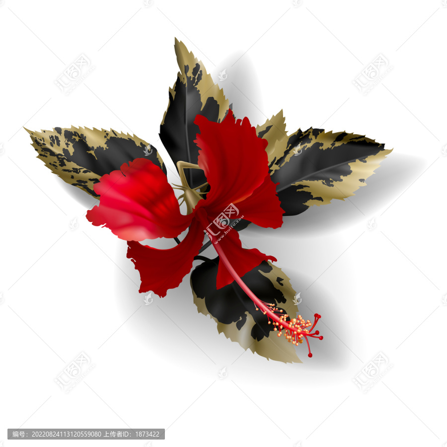 鑲金葉片紅色朱槿花插圖