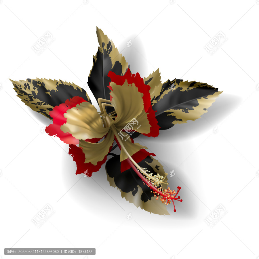 金色花紋朱槿花插圖
