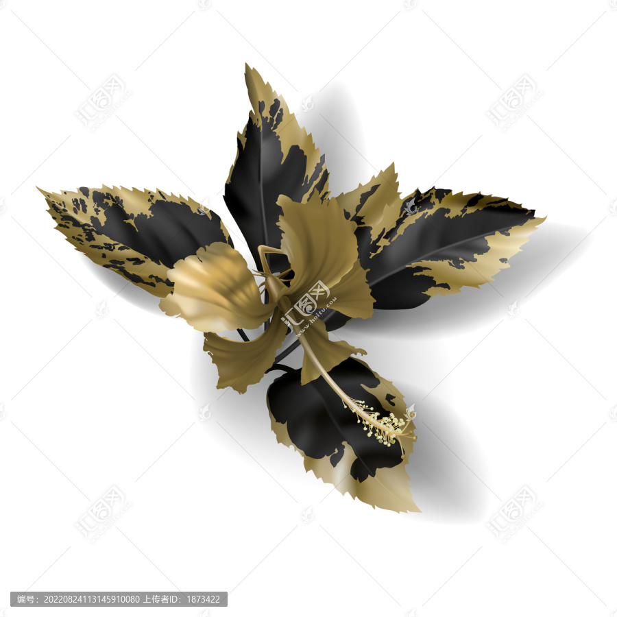 黑金色朱槿花插圖