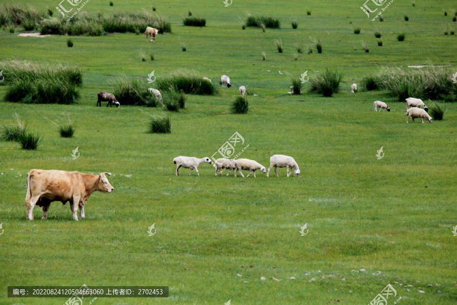 牛羊成群