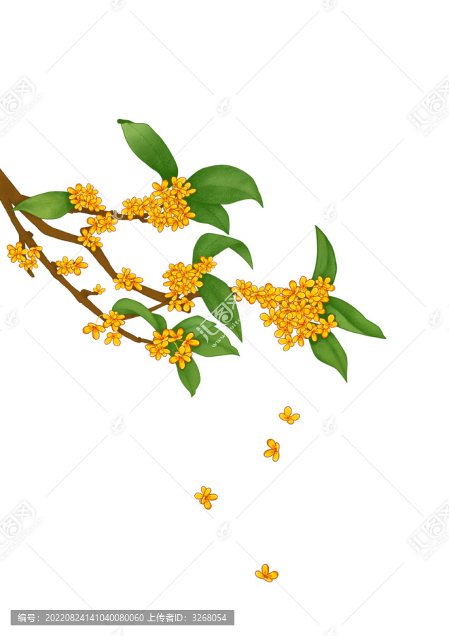 植物桂花飄落