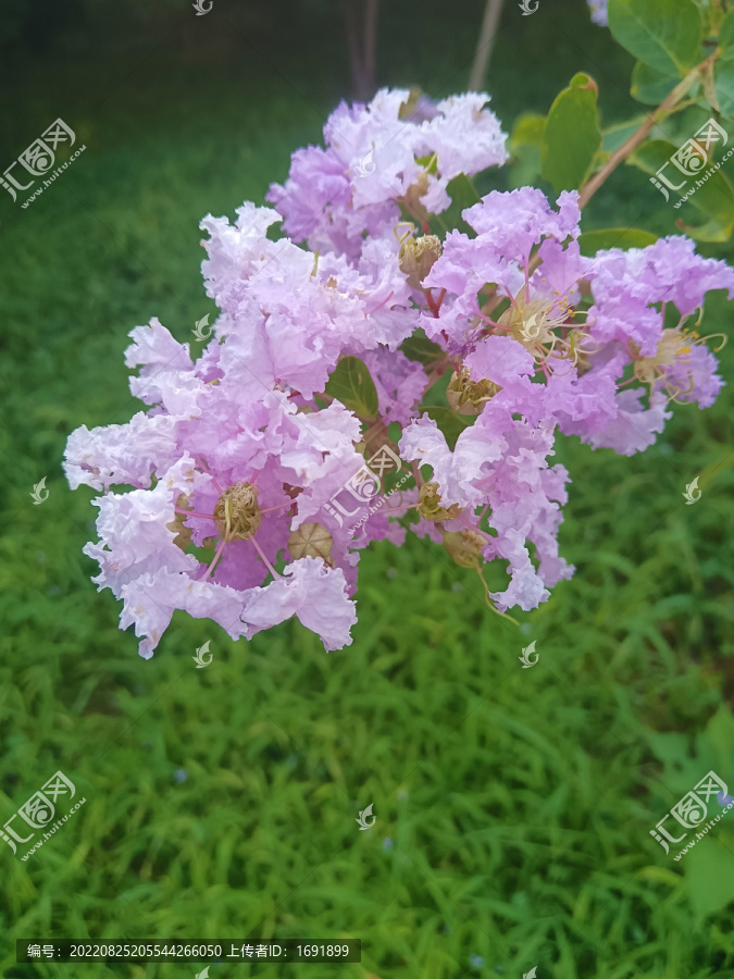 紫薇花