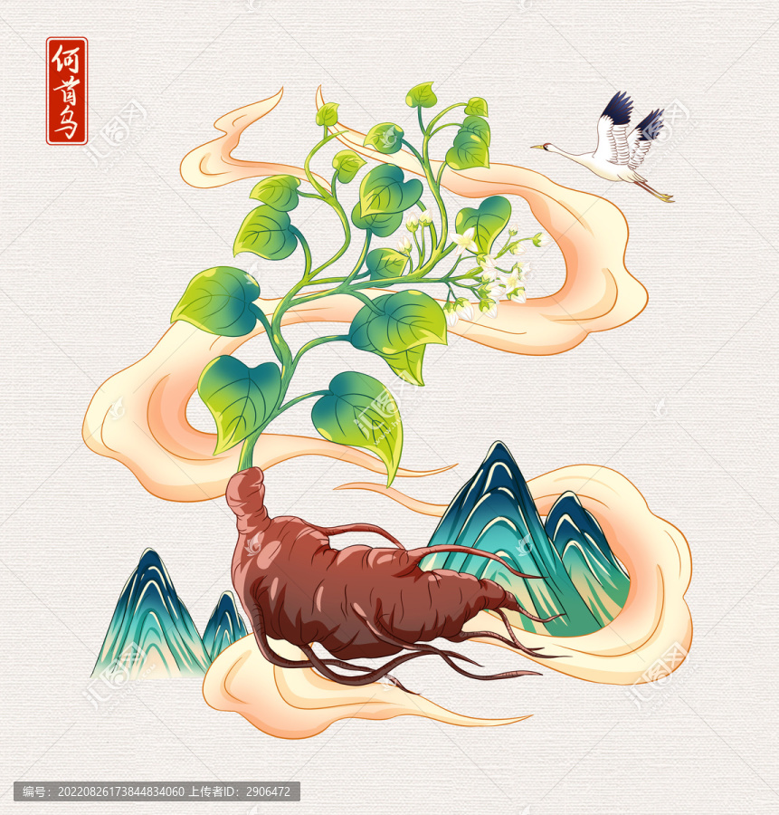 中草藥何首烏插畫手繪