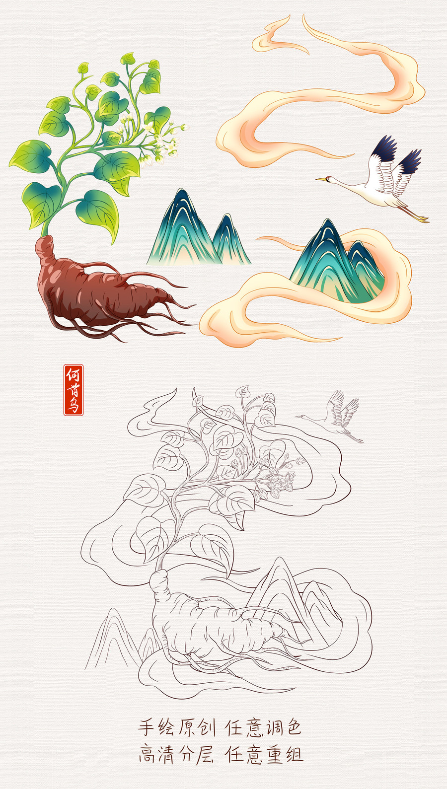 中草藥何首烏插畫手繪