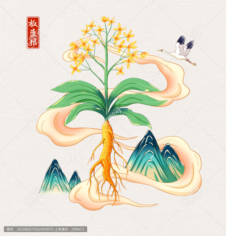 中草藥板藍根手繪插畫