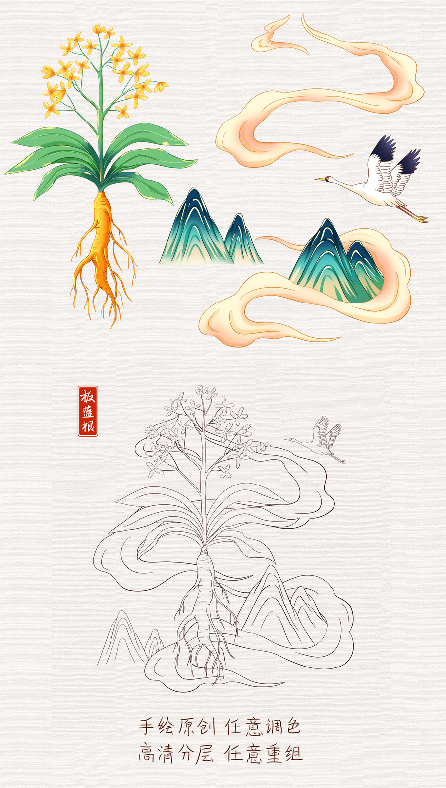 中草藥板藍根手繪插畫