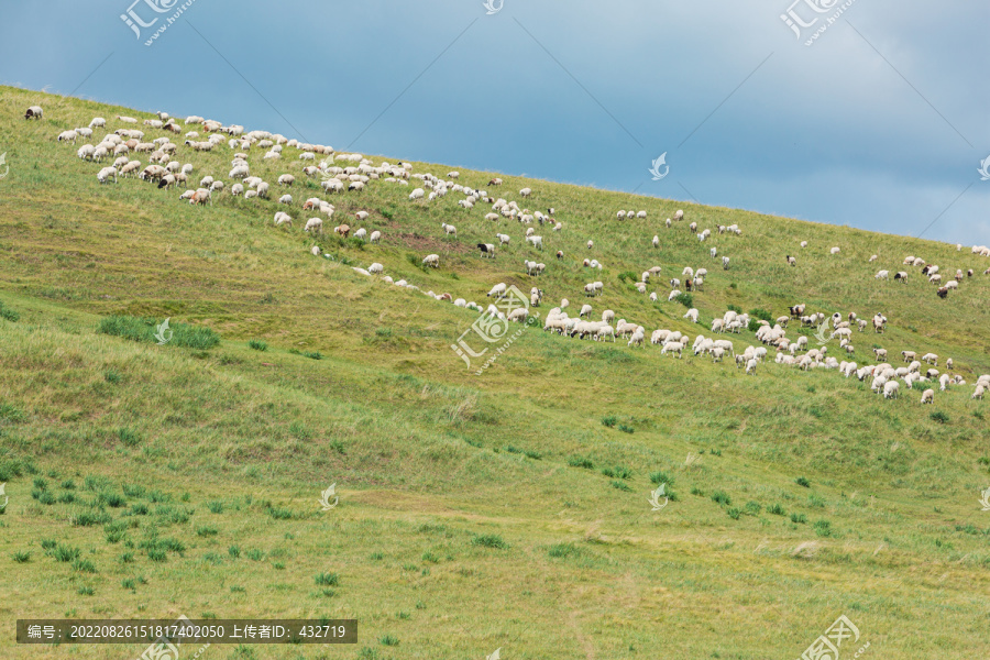 绿草地山坡羊群