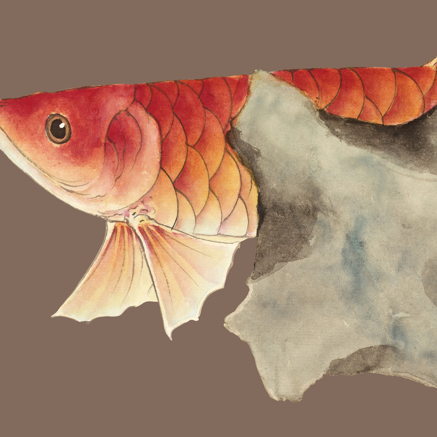 新中式金龍魚(yú)