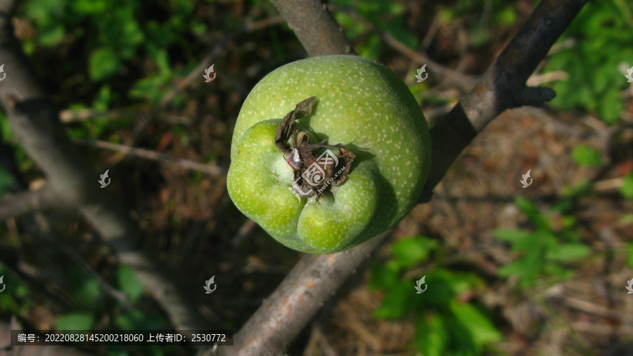 贴梗海棠