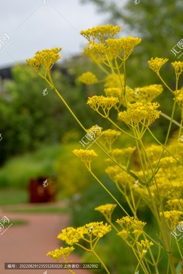 黄花败酱