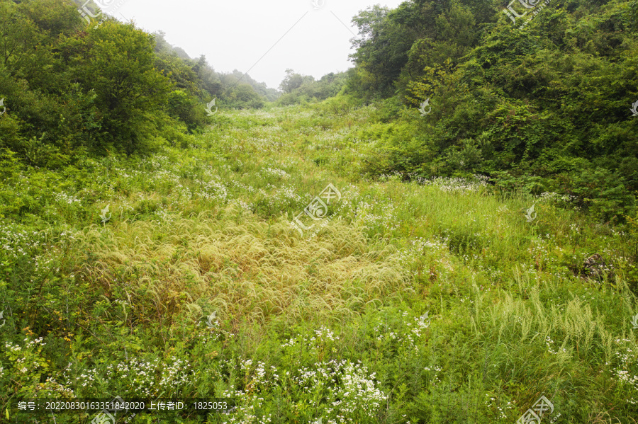 森林原野草地航拍自然风光