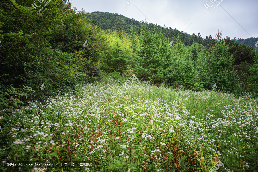 森林原野草地航拍自然风光