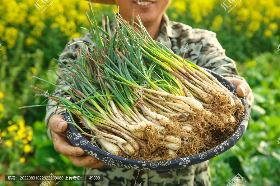 一篮带叶藠头