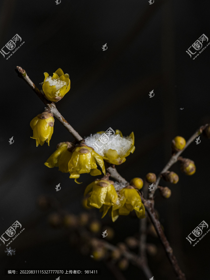 冬季黑色背景下雪中的腊梅花开