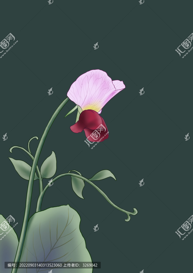 豌豆花