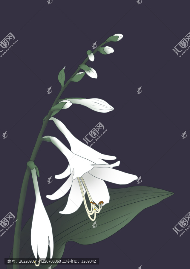 玉簪