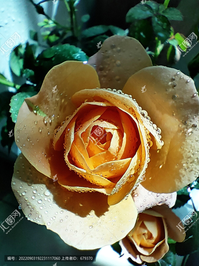 玫瑰花